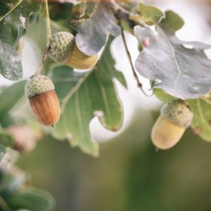 Close up of acorns hanging on Oak tree