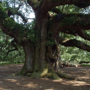 Large trunk, Oak Tree in forest