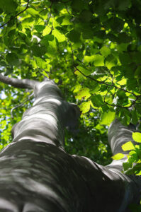 Looking up the length of a Beech tree. Bright green leaves.