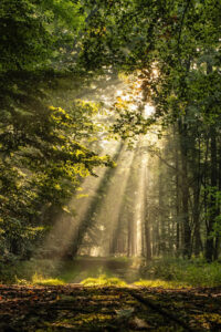 Ethereal Sunlight shining through a Beech tree forest.